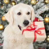 Ángel Osuna, adiestrador canino, "Un perro no es cualquier regalo navideño" 