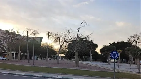 Elche. Elche.