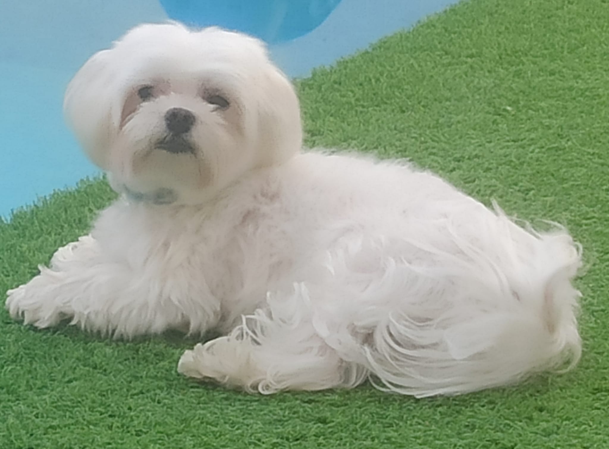 Antes de adquirir una mascota piensa si puedes atenderlo. Conlleva mucha responsabilidad Antes de adquirir una mascota piensa si puedes atenderlo. Conlleva mucha responsabilidad