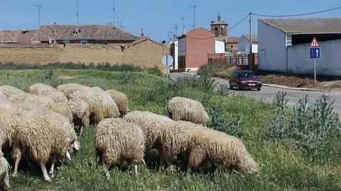 La Diputación de Palencia convoca de manera anticipada las ayudas a infraestructuras agroganaderas para 2023 .