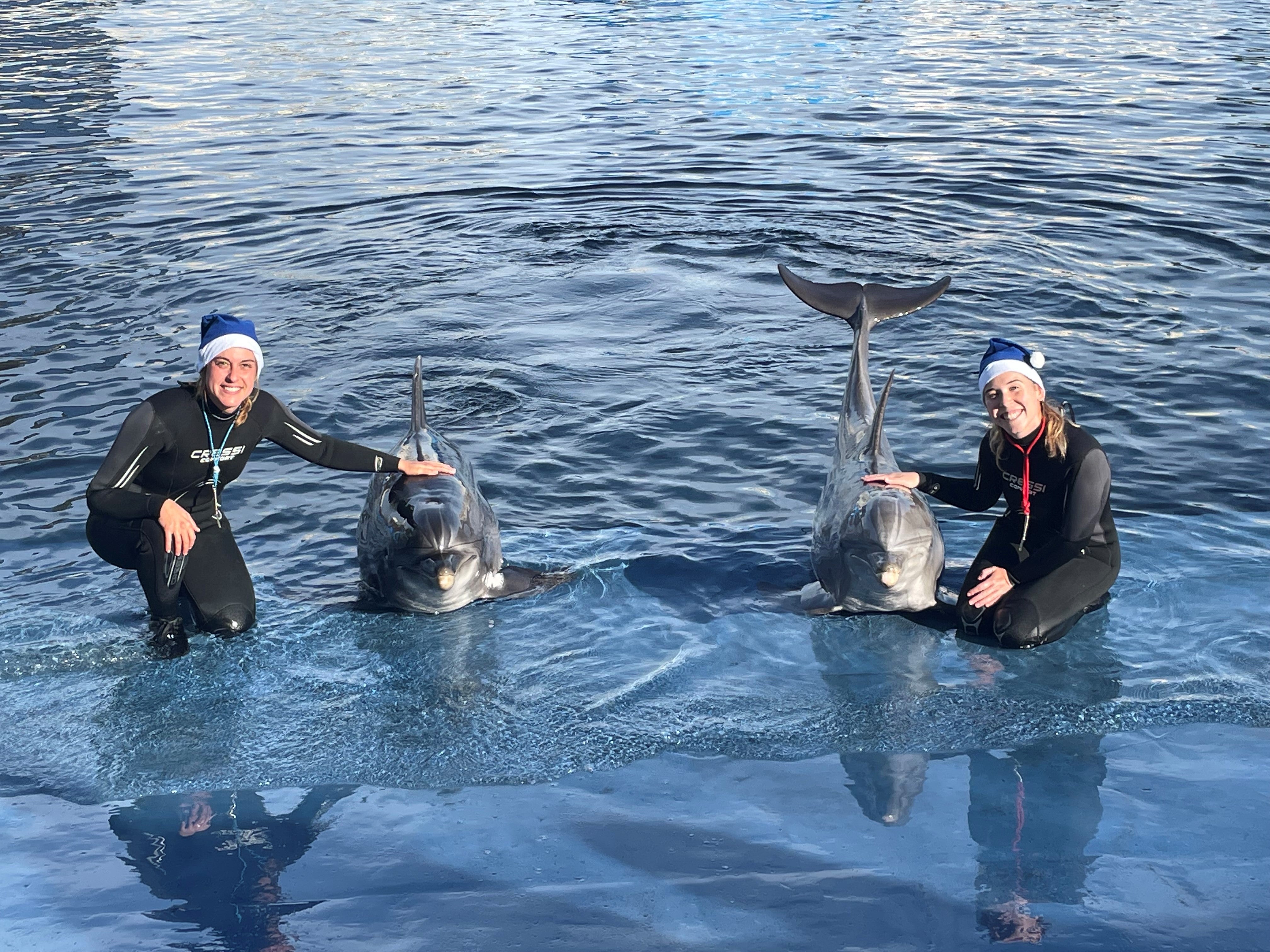 El Oceanogràfic organiza actividades sobre la protección de las tortugas en su tercera edición de “Navidad bajo el mar” El Oceanogràfic organiza actividades sobre la protección de las tortugas en su tercera edición de “Navidad bajo el mar”