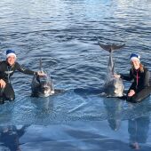 “La Navidad bajo el mar” con delfines del Oceanogràfic