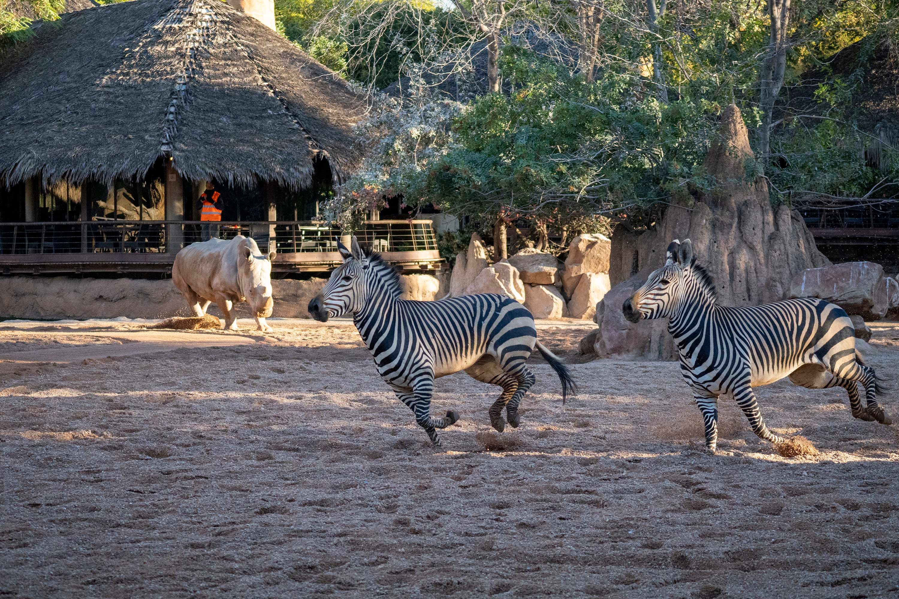 BIOPARC Valencia incorpora un grupo de cebras de una especie en peligro de extinción BIOPARC Valencia incorpora un grupo de cebras de una especie en peligro de extinción