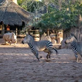 Nueva especie de Cebra en BIOPARC Valencia Nueva especie de Cebra en BIOPARC Valencia