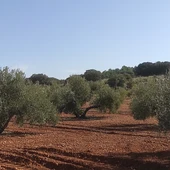Olivar en Valdepeñas Olivar en Valdepeñas