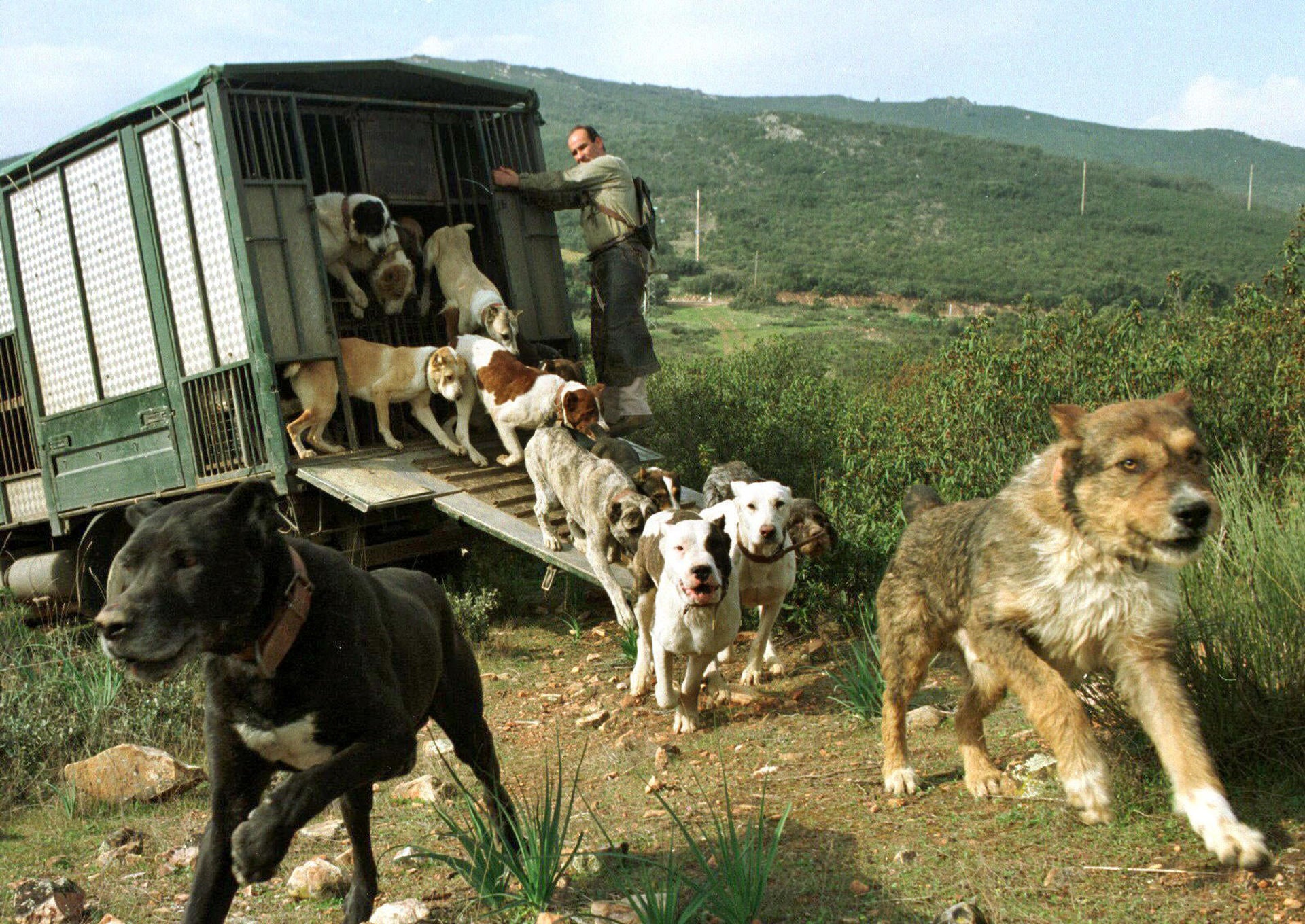 El PSOE consigue excluir a los perros de caza de la ley de bienestar animal sin el apoyo de Podemos El PSOE consigue excluir a los perros de caza de la ley de bienestar animal sin el apoyo de Podemos