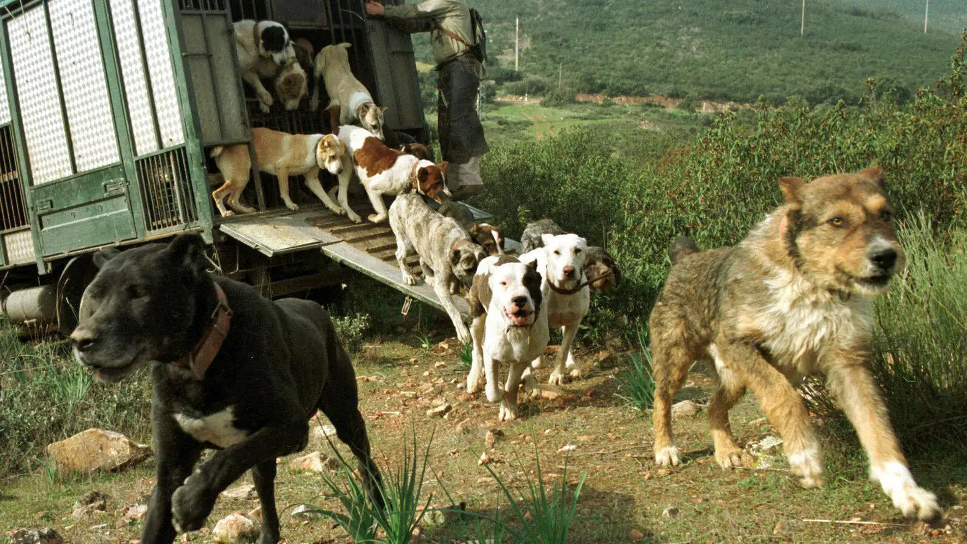 Fotografía de archivo que muestra a un perrero soltando una reala de perros.