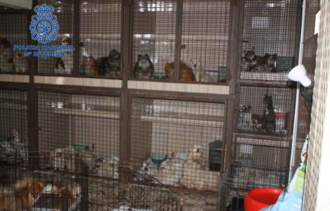 Desmantelan un criadero ilegal con más de 300 animales hacinados en unas condiciones lamentables Desmantelan un criadero ilegal con más de 300 animales hacinados en unas condiciones lamentables