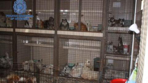 Desmantelan un criadero ilegal con más de 300 animales hacinados en unas condiciones lamentables