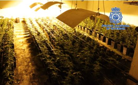 Detenidos los responsables de una empresa de jamones que utilizaban las naves para el desarrollo de plantaciones de marihuana Detenidos los responsables de una empresa de jamones que utilizaban las naves para el desarrollo de plantaciones de marihuana