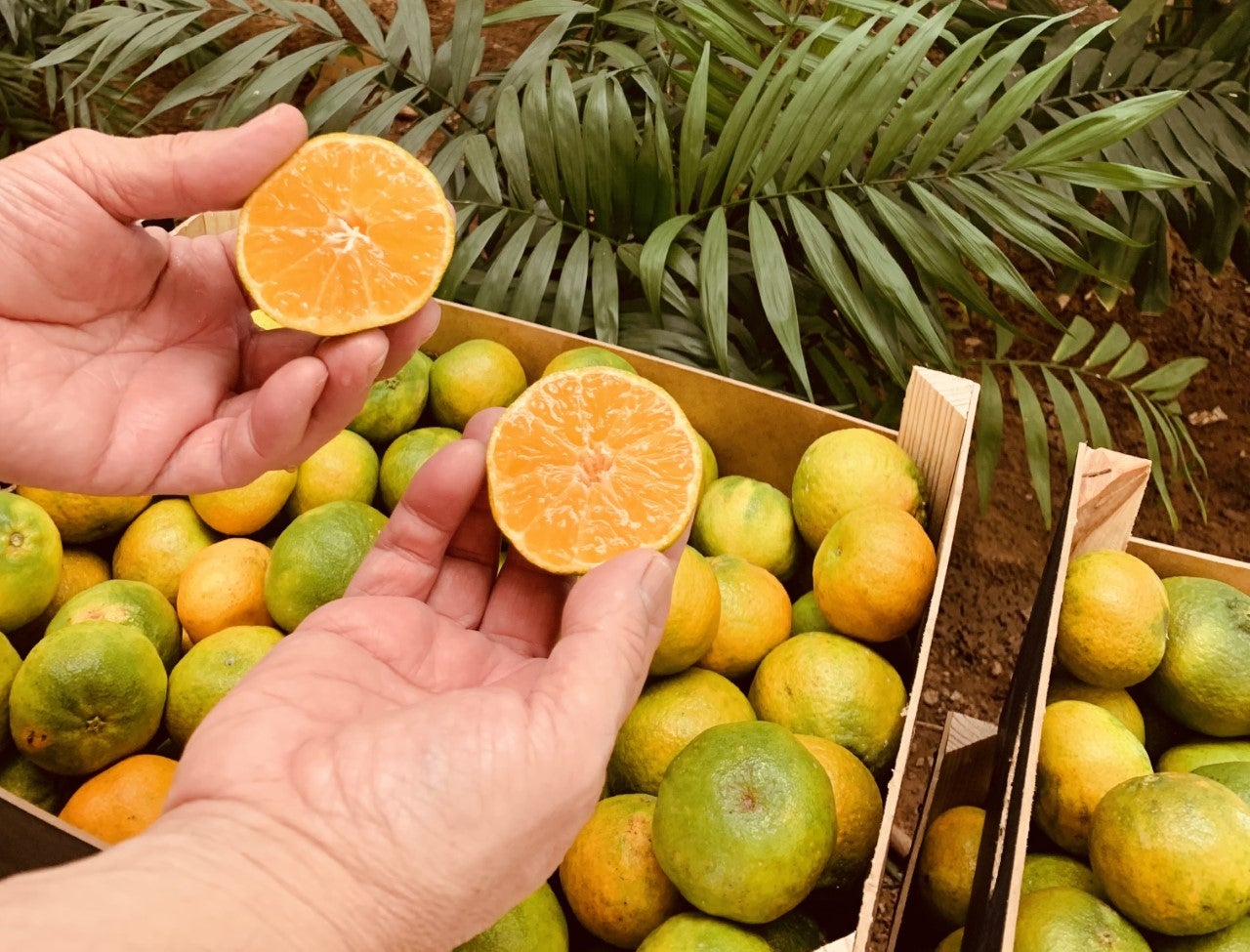 Vila-real incentiva el consumo de cítricos con el reparto en los colegios para las campanadas Vila-real incentiva el consumo de cítricos con el reparto en los colegios para las campanadas