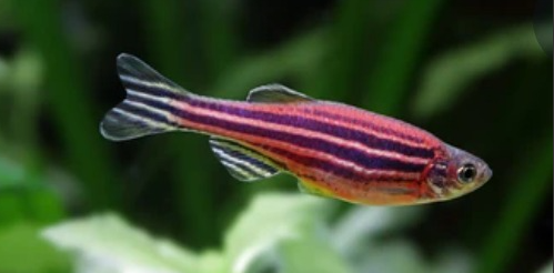 Las ventajas del estudio del pez cebra para la investigación sobre la COVID-19, a revisión por la Universidad de Murcia Las ventajas del estudio del pez cebra para la investigación sobre la COVID-19, a revisión por la Universidad de Murcia