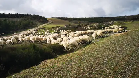 ovejas valladolid ovejas valladolid