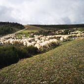 ovejas valladolid