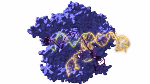 Investigadores de UA resucitan ancestros del sistema de edici&oacute;n gen&eacute;tica CRISPR de hace 2.600 millones de a&ntilde;os