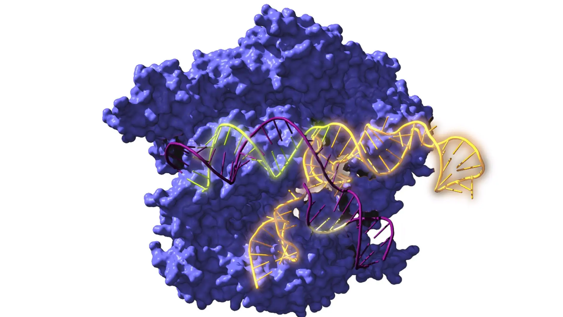 Investigadores de UA resucitan ancestros del sistema de edición genética CRISPR de hace 2.600 millones de años