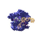 Vista de la Cas9, una enzima endonucleasa asociada con el sistema CRISPR, actuando sobre el ADN objetivo. 