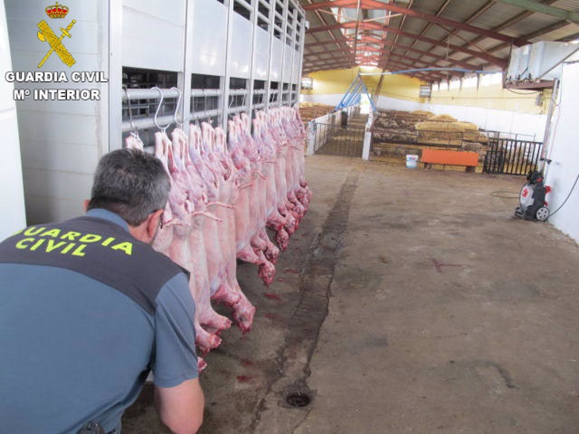 Investigado un hombre por sacrificar ilegalmente a animales y guardar los restos en una zanja Investigado un hombre por sacrificar ilegalmente a animales y guardar los restos en una zanja