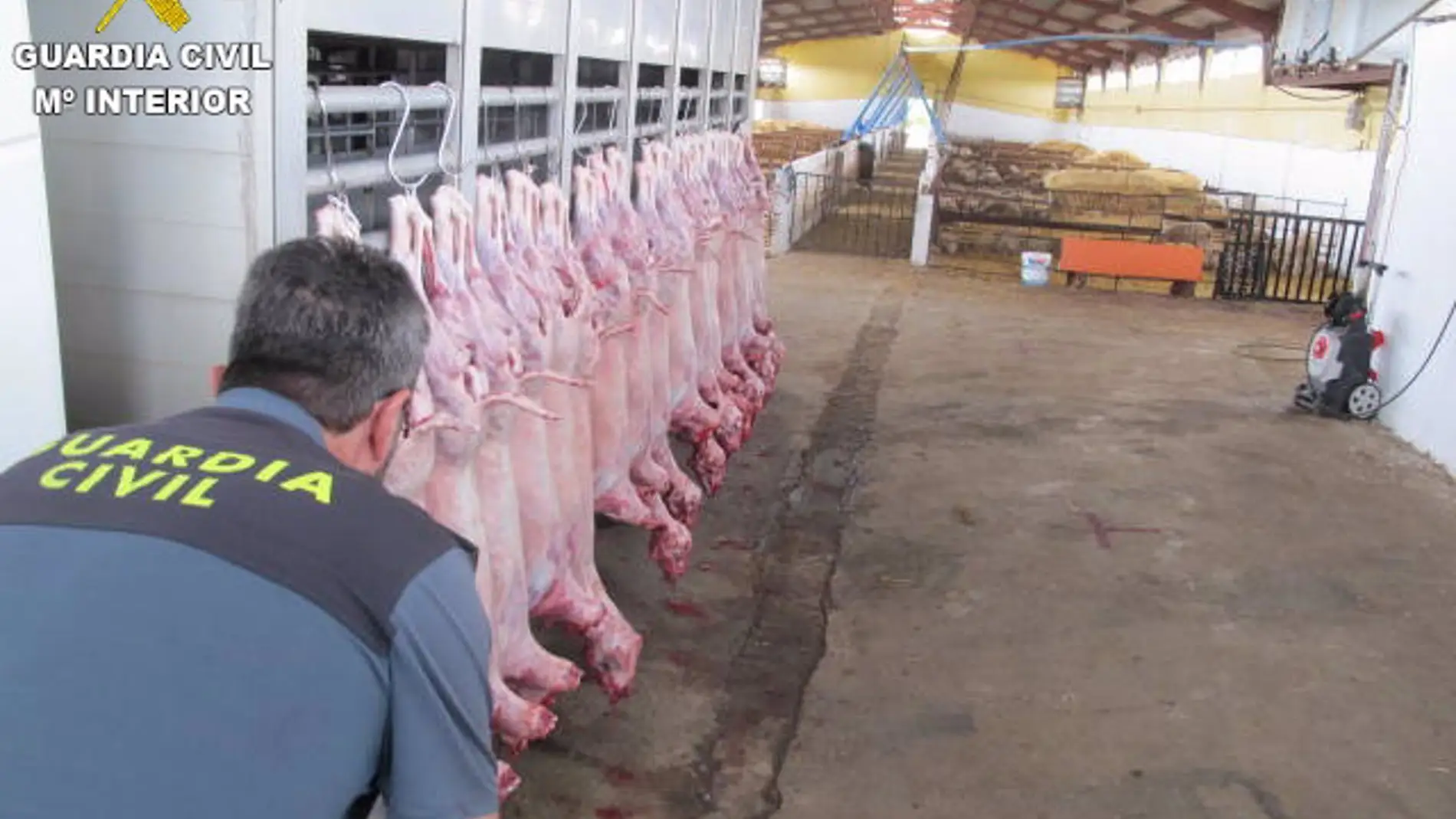 Investigado un hombre por sacrificar ilegalmente a animales y guardar los restos en una zanja Investigado un hombre por sacrificar ilegalmente a animales y guardar los restos en una zanja