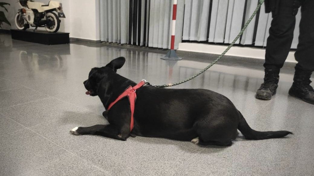 La Policía Local de Elche incoa diligencias contra un hombre al que testigos vieron pegando puñetazos y patadas a un perro La Policía Local de Elche incoa diligencias contra un hombre al que testigos vieron pegando puñetazos y patadas a un perro