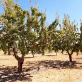 Sima y Pisatel, dos nuevos proyectos regionales de cultivo del almendro y del pistacho  concedidos al ITAP de la Diputación de Albacete