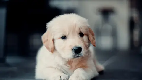 Un perro cachorro Lección de anatomía: por qué los perros saben de poner cara de pena