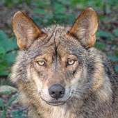 Uno de cada cuatro lobos en Galicia presenta infeccion por vermes cardiopulmonares Uno de cada cuatro lobos en Galicia presenta infeccion por vermes cardiopulmonares