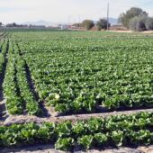 Los regantes aseguran que "la ministraTeresa Ribera sentencia de muerte el sector agroalimentario del levante español"