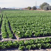 Los regantes aseguran que "la ministraTeresa Ribera sentencia de muerte el sector agroalimentario del levante español" Los regantes aseguran que "la ministraTeresa Ribera sentencia de muerte el sector agroalimentario del levante español"