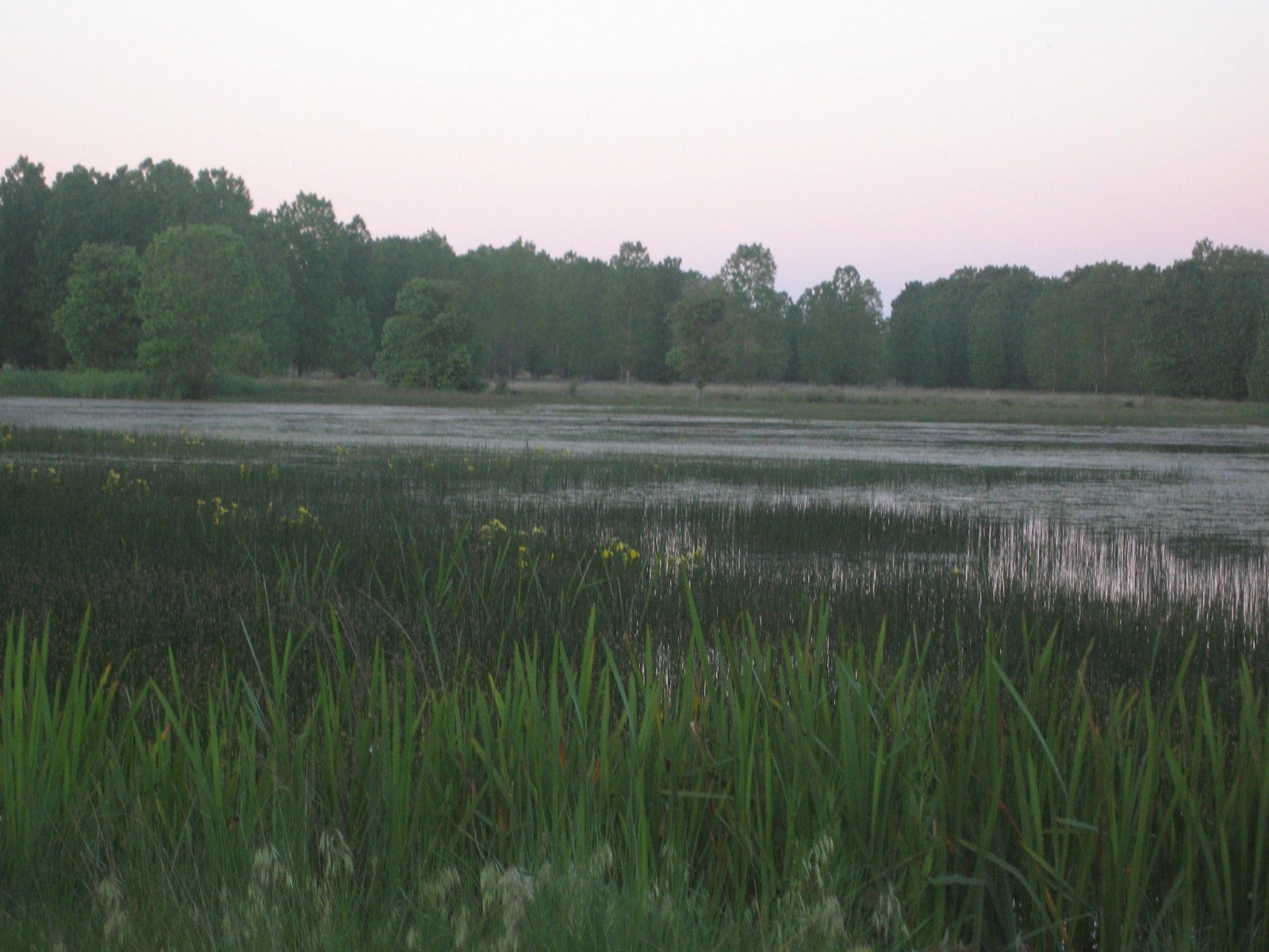 El Espadañal se incluirá en el catálogo de zonas húmedas de interés en la región El Espadañal se incluirá en el catálogo de zonas húmedas de interés en la región