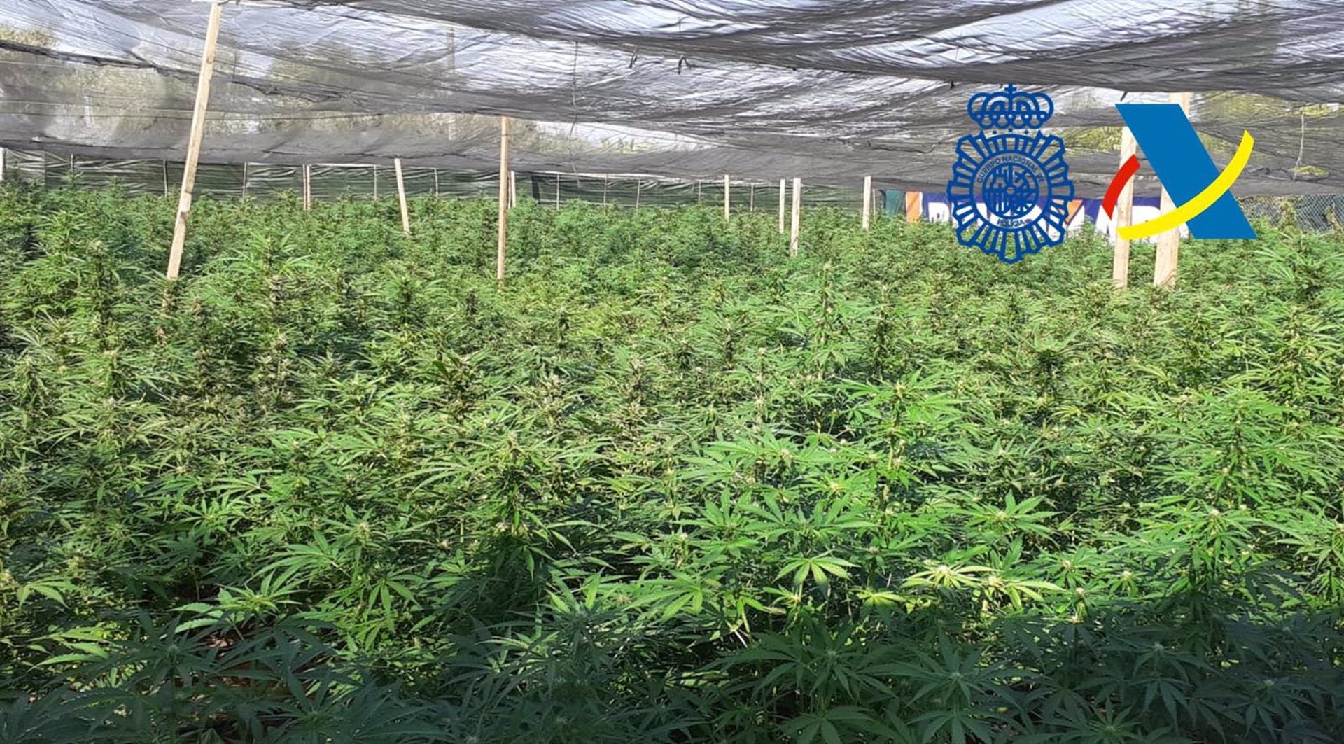 La Agencia Tributaria y Policía Nacional desarticulan una organización criminal dedicada al tráfico de marihuana en Dos Hermanas La Agencia Tributaria y Policía Nacional desarticulan una organización criminal dedicada al tráfico de marihuana en Dos Hermanas