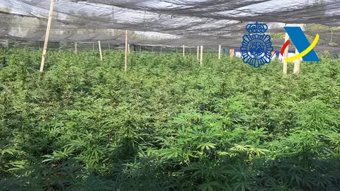 La Agencia Tributaria y Policía Nacional desarticulan una organización criminal dedicada al tráfico de marihuana en Dos Hermanas La Agencia Tributaria y Policía Nacional desarticulan una organización criminal dedicada al tráfico de marihuana en Dos Hermanas