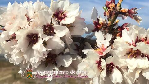 oria floracion almendro