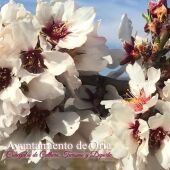 oria floracion almendro