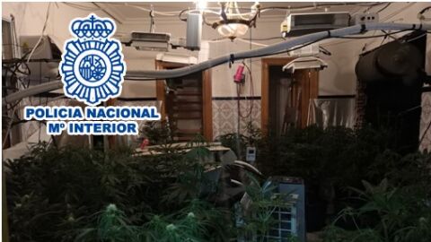 Plantaci&oacute;n de marihuana en la vivienda de Elda.