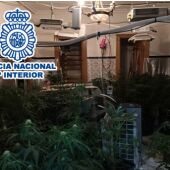 Plantación de marihuana en la vivienda de Elda.