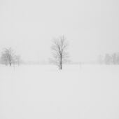 Fotografía de archivo de un árbol sin hojas rodeado de nieve