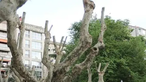 O Psoe denuncia o "despezo" do alcalde cara o patrimonio arboreo da cidade O Psoe denuncia o "despezo" do alcalde cara o patrimonio arboreo da cidade