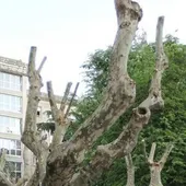 O Psoe denuncia o "despezo" do alcalde cara o patrimonio arboreo da cidade O Psoe denuncia o "despezo" do alcalde cara o patrimonio arboreo da cidade