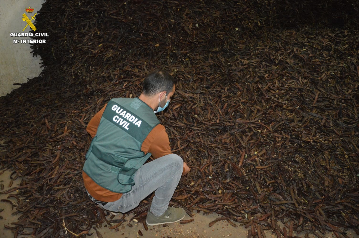 Detenidos en Sagunto por el comercio ilegal de algarroba Detenidos en Sagunto por el comercio ilegal de algarroba