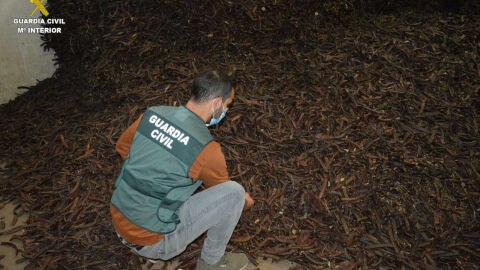 Imagen de parte de la algarroba sustraída ilícitamente