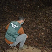 Imagen de parte de la algarroba sustraída ilícitamente Imagen de parte de la algarroba sustraída ilícitamente