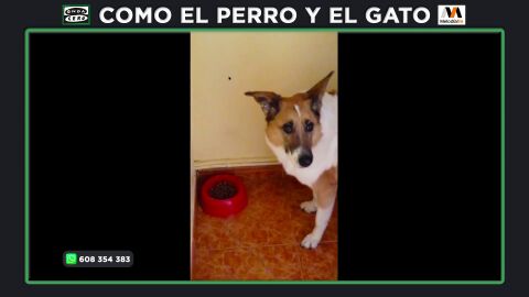 ¿Por qué mi perro gime con la comida?