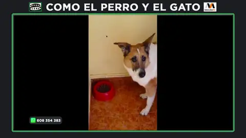 ¿Por qué mi perro gime con la comida? ¿Por qué mi perro gime con la comida?