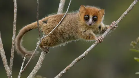 Madagascar 23 millones de anos de evolucion en peligro Madagascar 23 millones de anos de evolucion en peligro