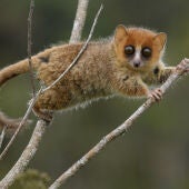 Madagascar 23 millones de anos de evolucion en peligro