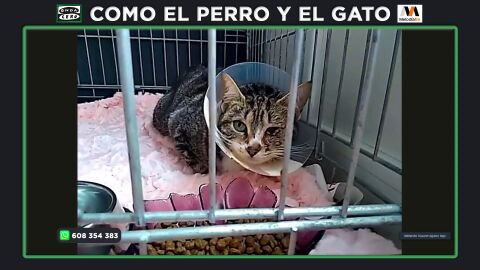 La asombrosa recuperación de Suerte (Ari), la gata que atravesaron la cabeza con una flecha