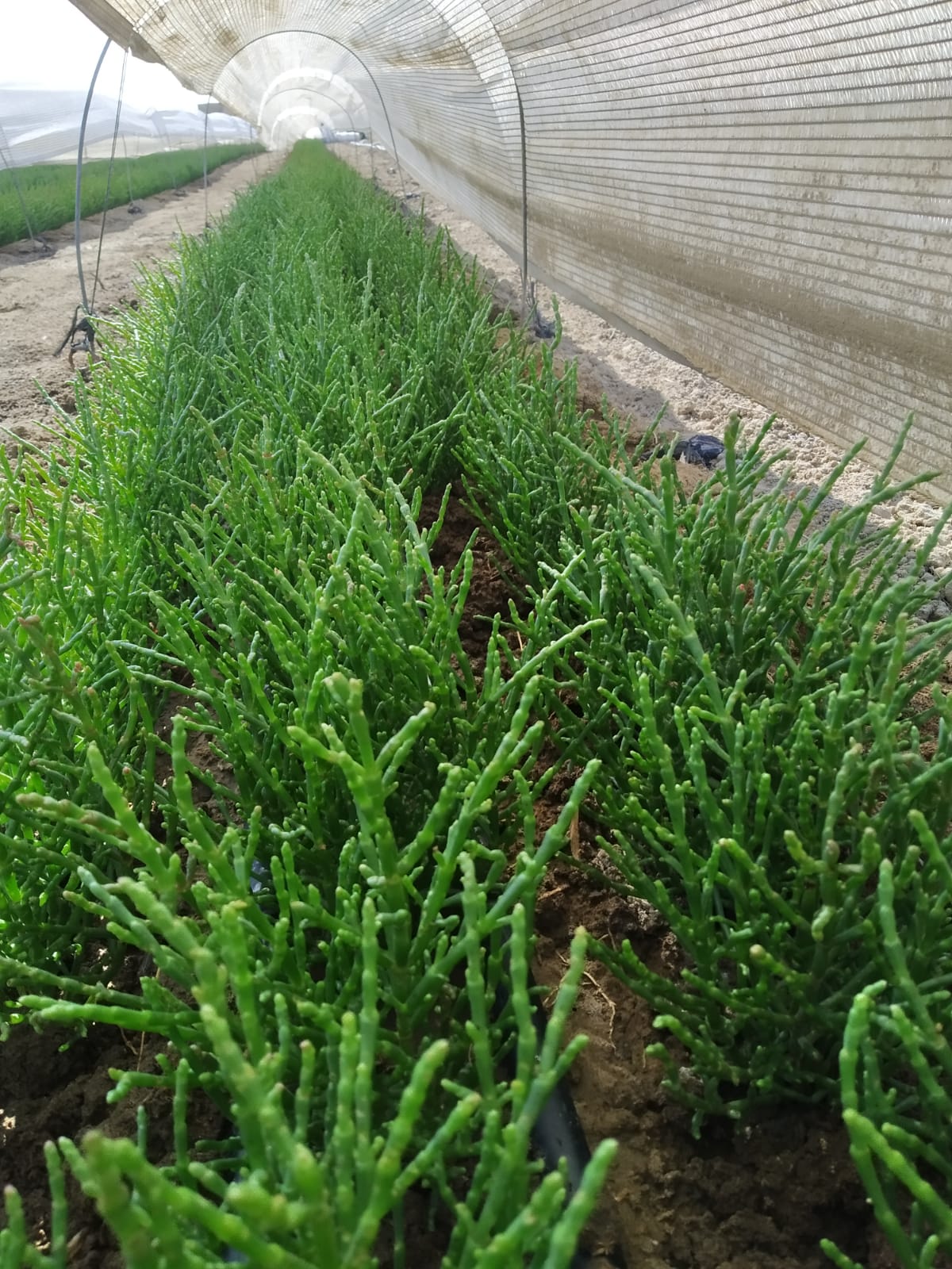 Salicornia: Los espárragos marinos que están arrasando en Isla Cristina (Huelva) Salicornia: Los espárragos marinos que están arrasando en Isla Cristina (Huelva)