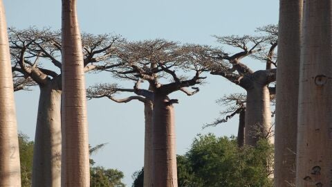 Imagen de archivo de unos baobabs