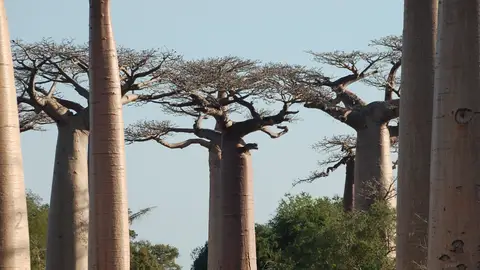 Imagen de archivo de unos baobabs Imagen de archivo de unos baobabs